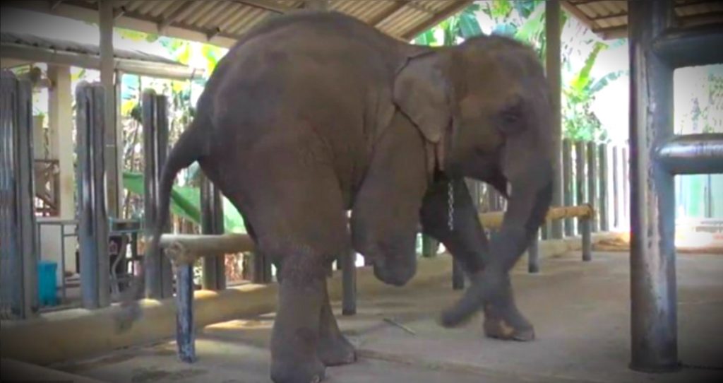 godupdates injured elephant mosha gets prosthetic leg fb2