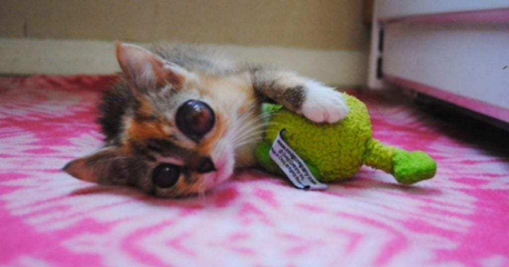 godupdates kitten with frog-like eyes gets loving home 1