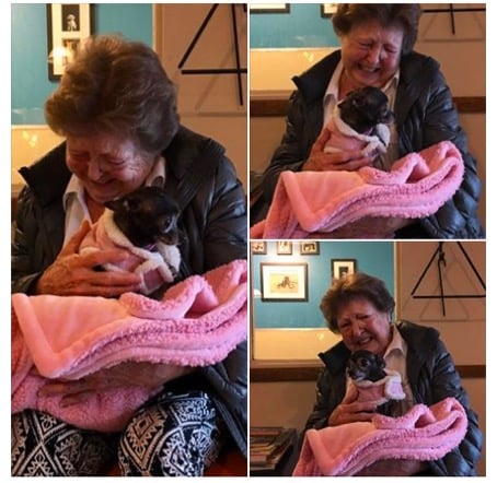 godupdates lonely grandma adopted a senior chihuahua 1