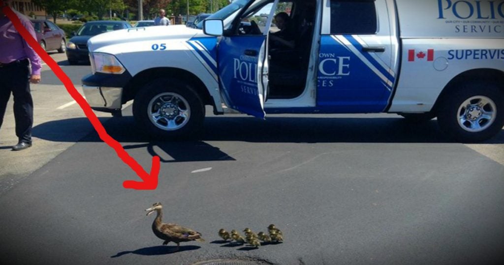 godupdates mama duck gets police escort every year fb