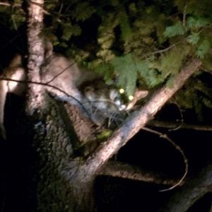 godupdates mountain lion attack 4-year-old girl 1