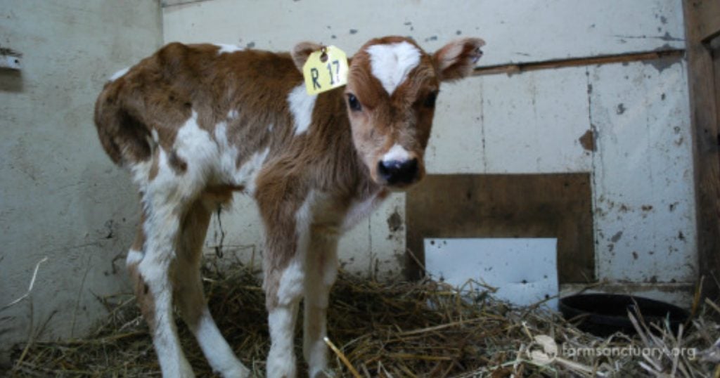 godupdates neglected calf got mocked at auction then rescued 1