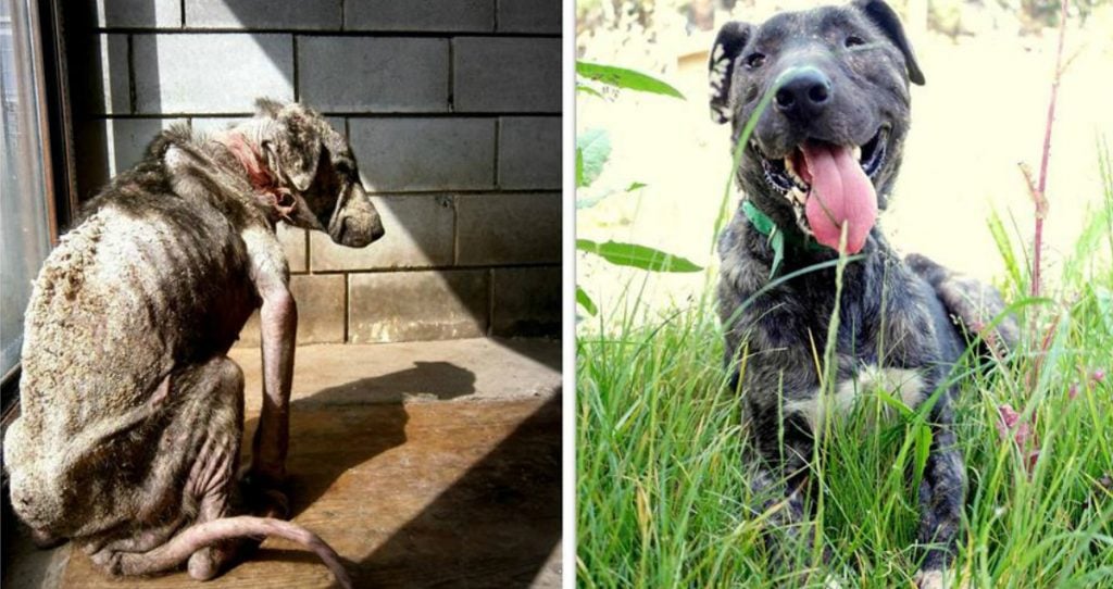 godupdates neglected dog thrown from a truck rosalie's journey 2