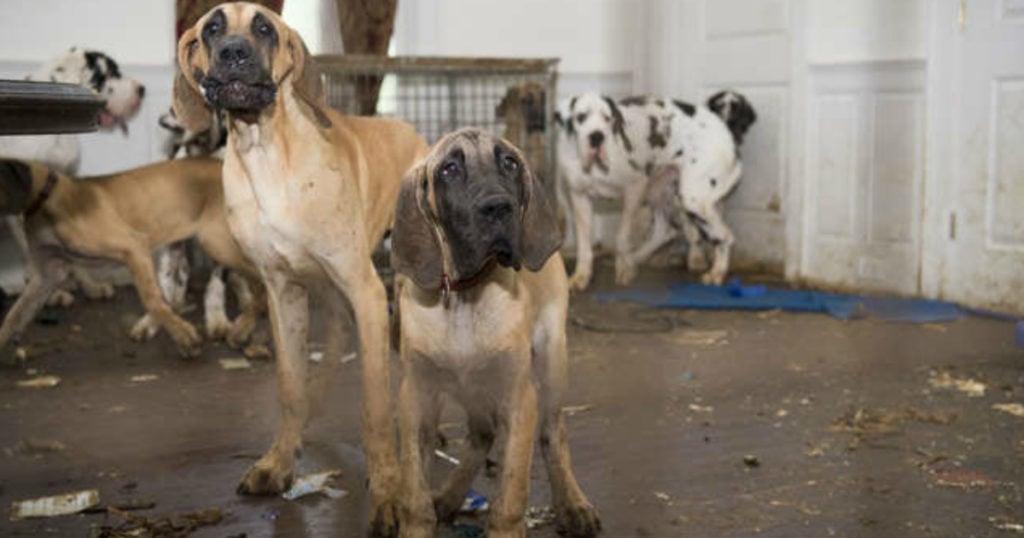 new hampshire mansion puppy mill animal rescue