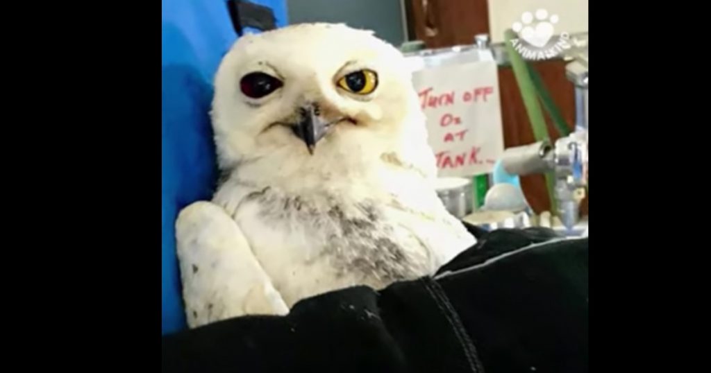 Owl Rescued After Being Hit By A Car