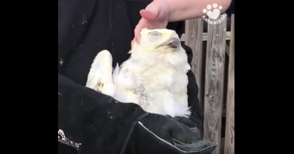 Owl Rescued After Being Hit By A Car