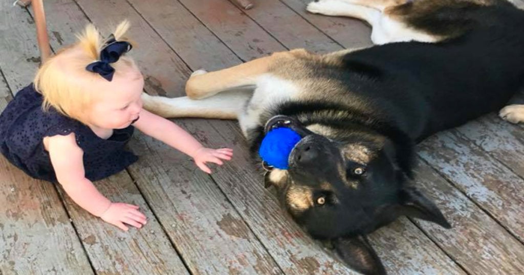 pet dog protected home from intruder 1