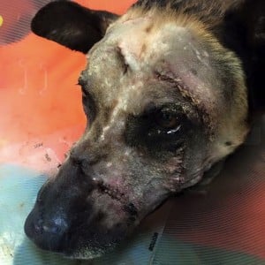 godupdates police dog attacked with machete 3