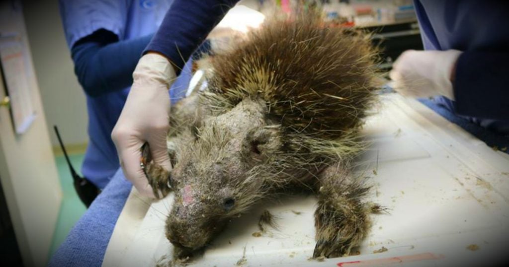 godupdates porcupine rescued after skin disease make quills fall out fb