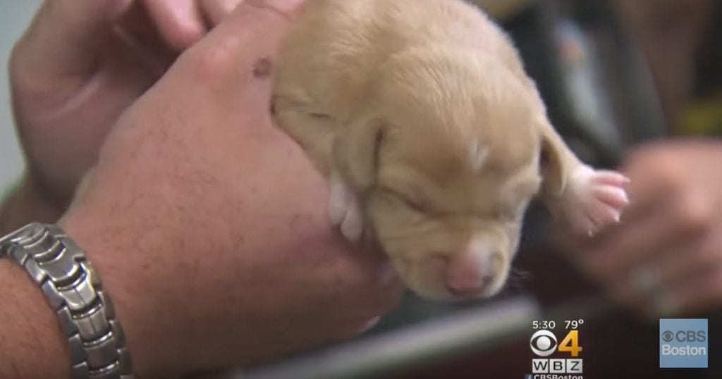 Six Puppies Rescued From A Potato Sack In A River