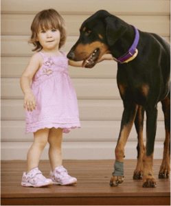 godupdates rescued doberman saves little girl from dangerous snake 3