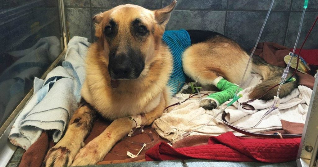 godupdates rescued german shepherd shielded 7-year-old from rattlesnake bite 1