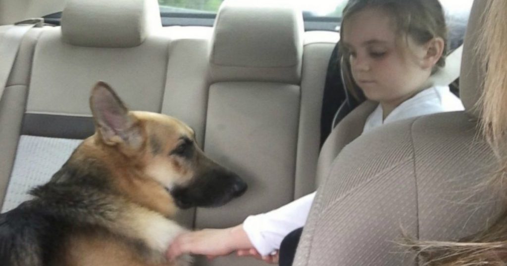 godupdates rescued german shepherd shielded 7-year-old from rattlesnake bite 2