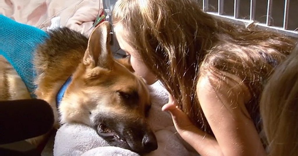 godupdates rescued german shepherd shielded 7-year-old from rattlesnake bite fb