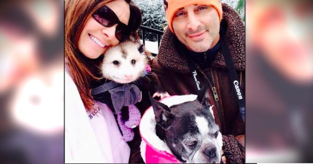 godupdates rescued opossum joins woman's family fb