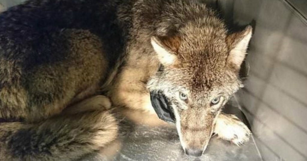 rescued wolf mistaken for a dog estonia frozen river rescue