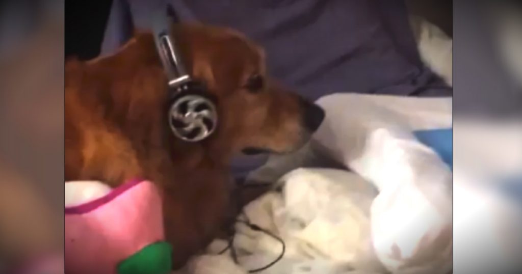 godupdates scared dog wearing headphones fb