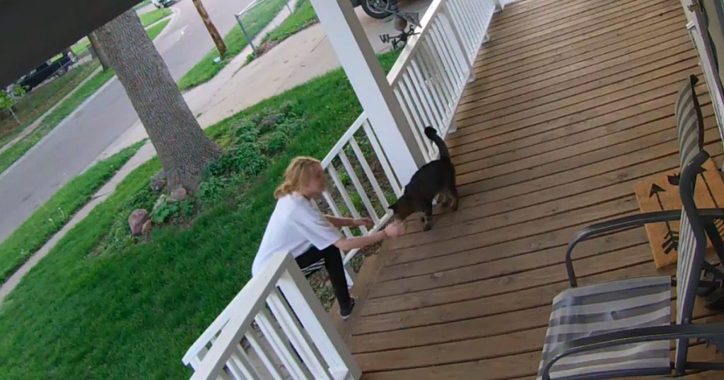 godupdates stranger tried stealing a pet cat from front porch 1