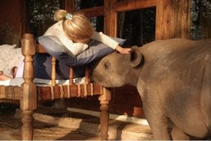 godupdates tiva and lola little girl gets rhino instead of puppy 4