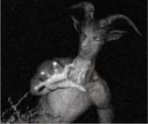 godupdates train warning goatman myth 2