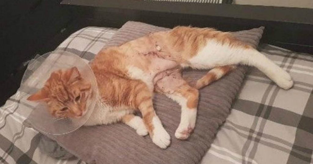 godupdates true survivor story of a cat impaled on fence 2