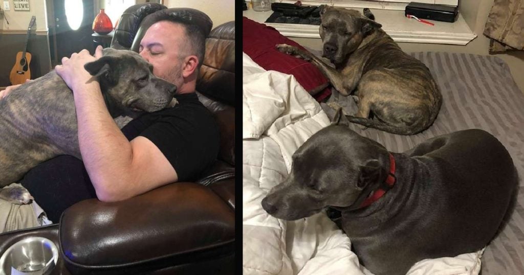 two pit bulls save owner robert mcgowan