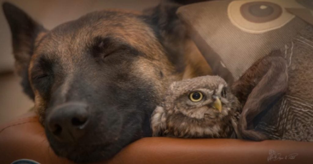 godupdates unlikely friendship of owl and dog poldi and ingo fb