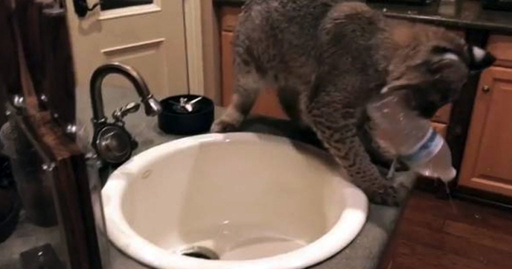 wild bobcat on craigslist mistake for lost cat