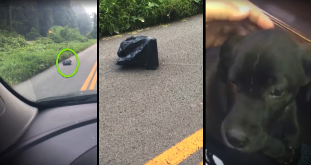 godupdates woman saves abandoned dog tied up in trash bag fb