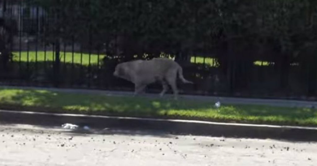 godupdates abandoned yellow labrador