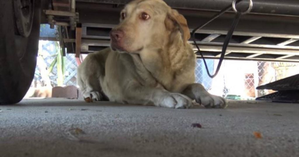 godupdates abandoned yellow labrador