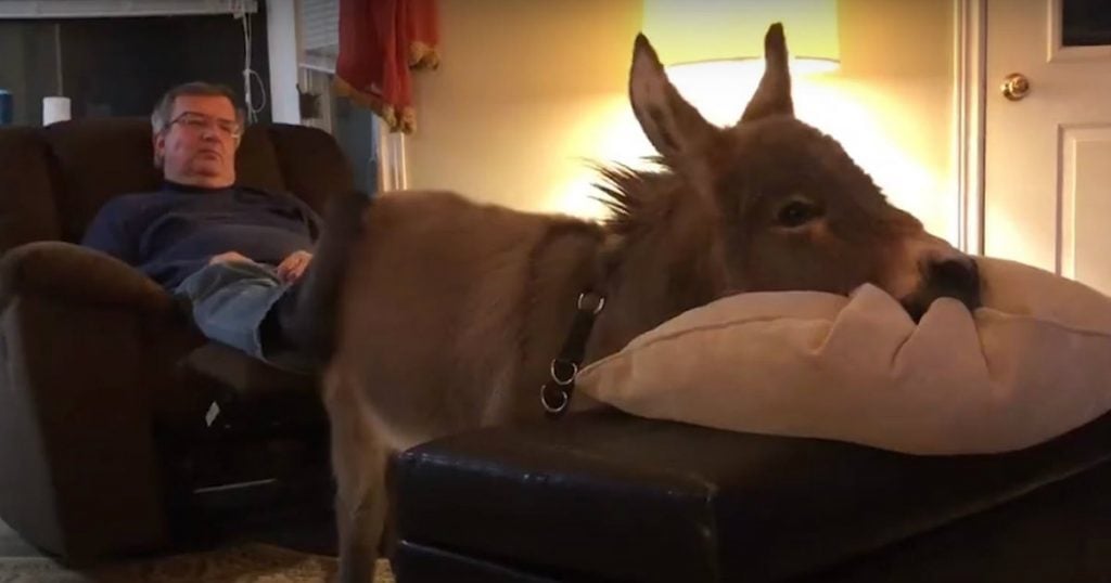 godupdates adorable tiny donkey