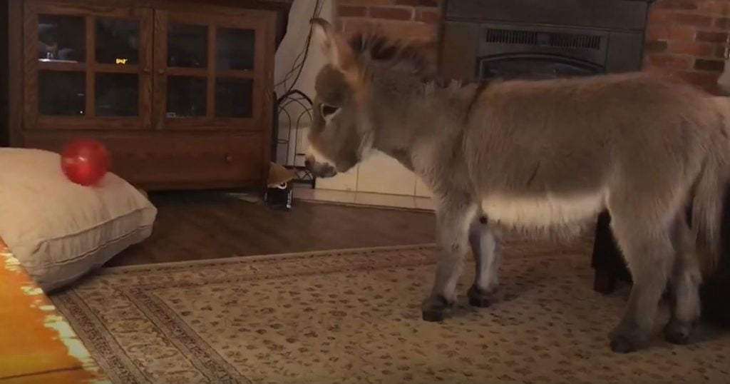 godupdates adorable tiny donkey