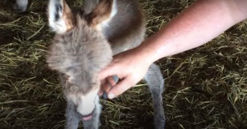 godupdates adorable tiny donkey