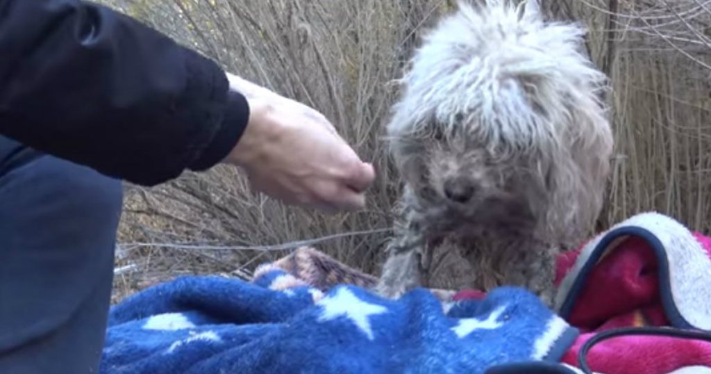 godupdates badly injured stray poodle