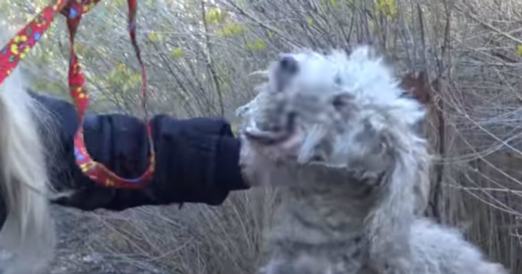 godupdates badly injured stray poodle