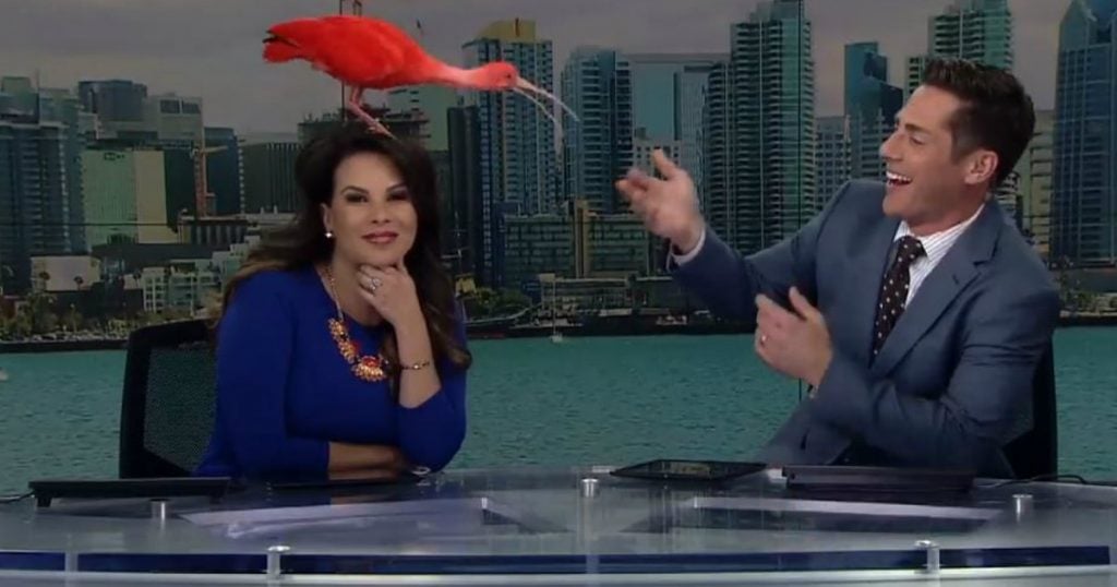 godupdates bird flew on news anchors head