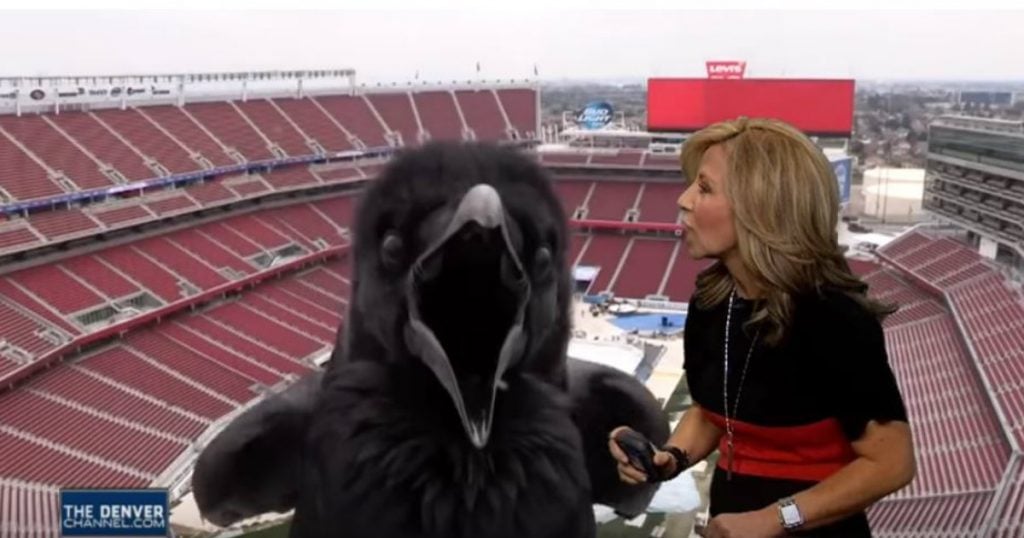 godupdates bird photobombed meteorologist