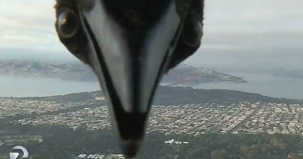 godupdates bird photobombed weatherman