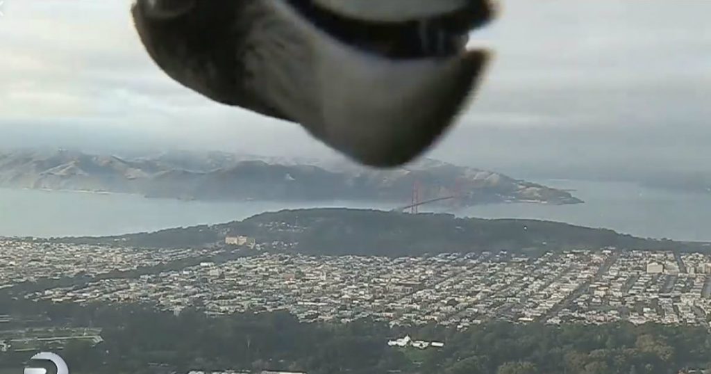 godupdates bird photobombed weatherman