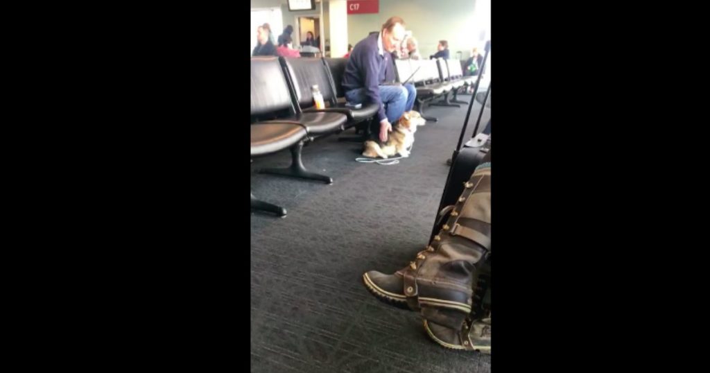 godupdates compassionate dog comforts stranger