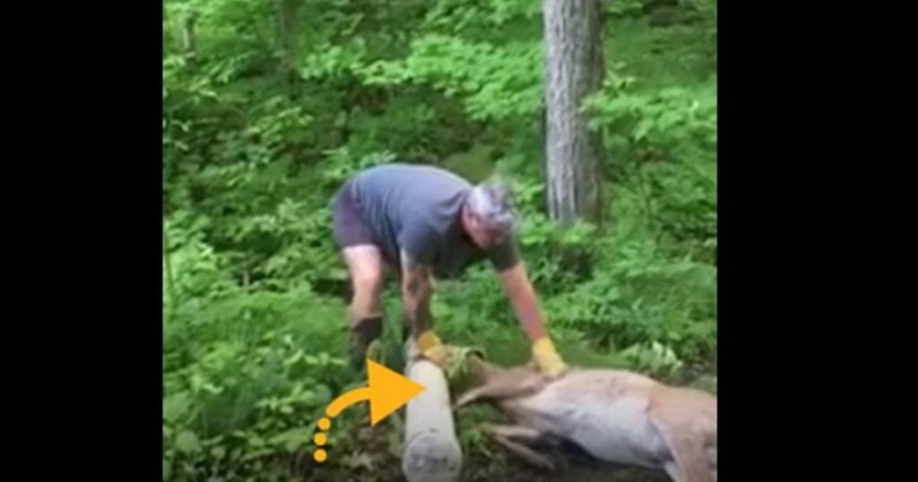 godupdates couple rescued a deer