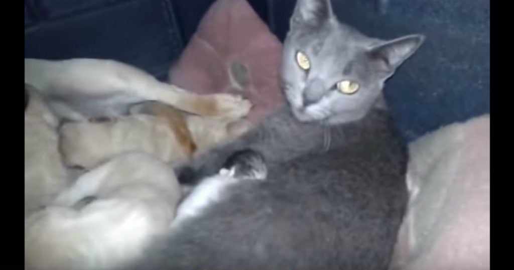 godupdates dog shares shelter with momma cat