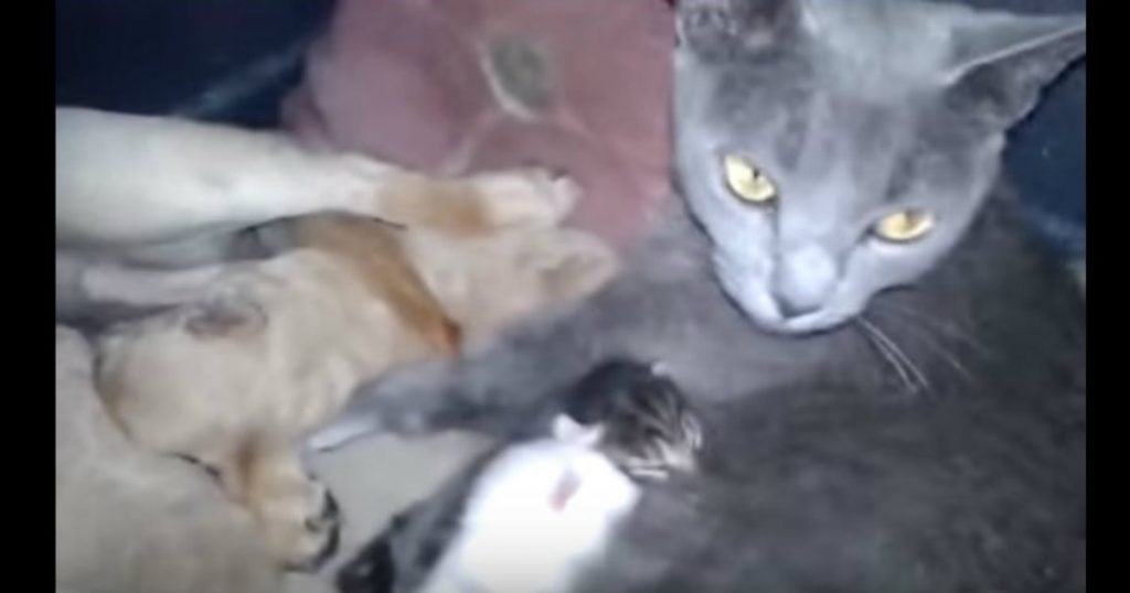 godupdates dog shares shelter with momma cat