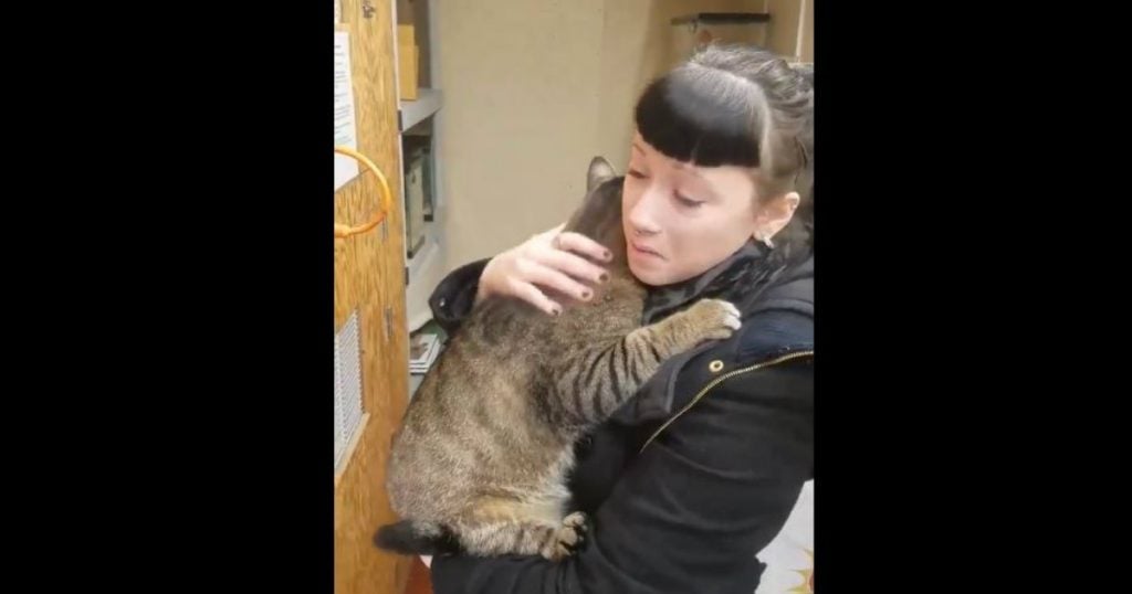 godupdates fat cat kept snuggling