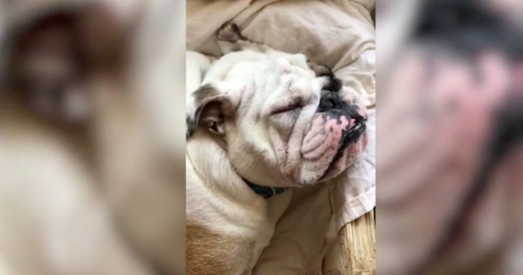 godupdates hilarious dog fakes sleep