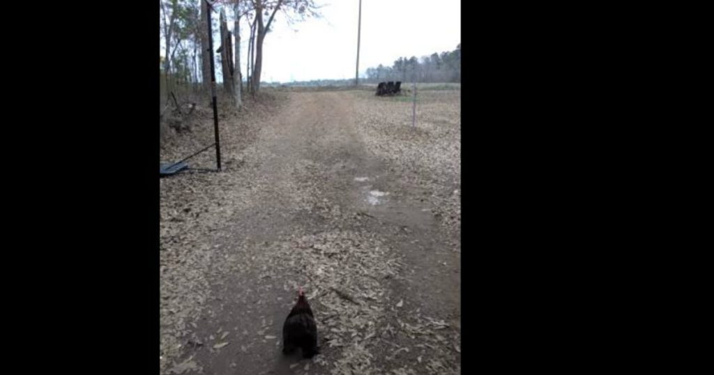 godupdates loving pet rooster greets human