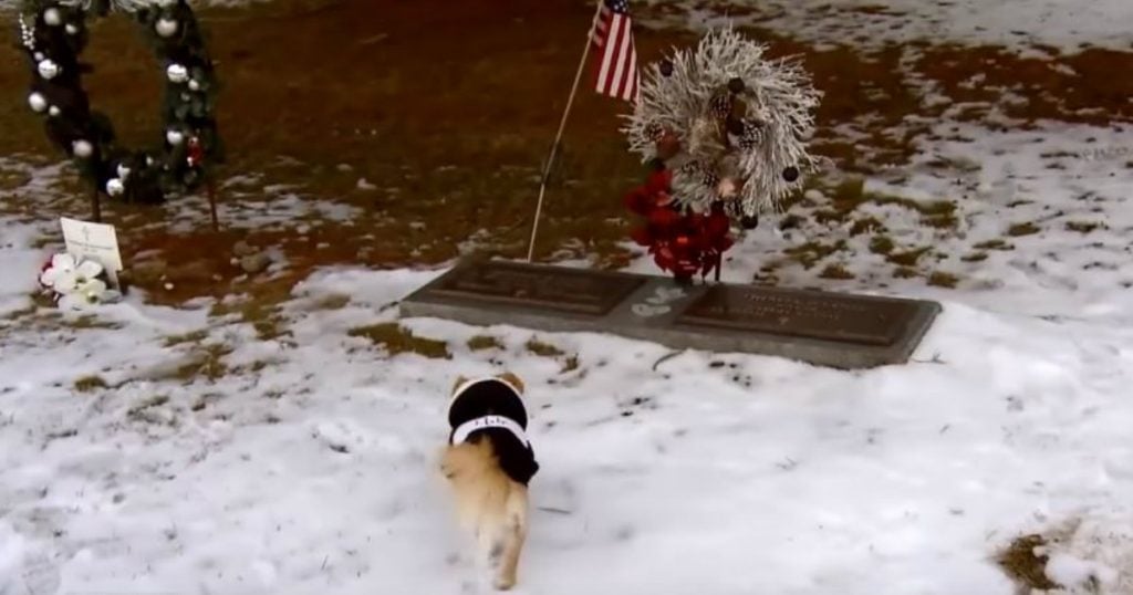 godupdates loyal chihuahua wont leave grave