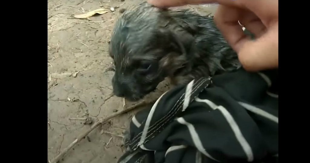 godupdates man saves drowning puppy