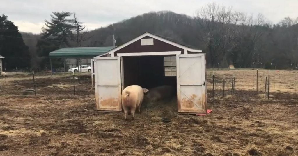 godupdates pig sharing food